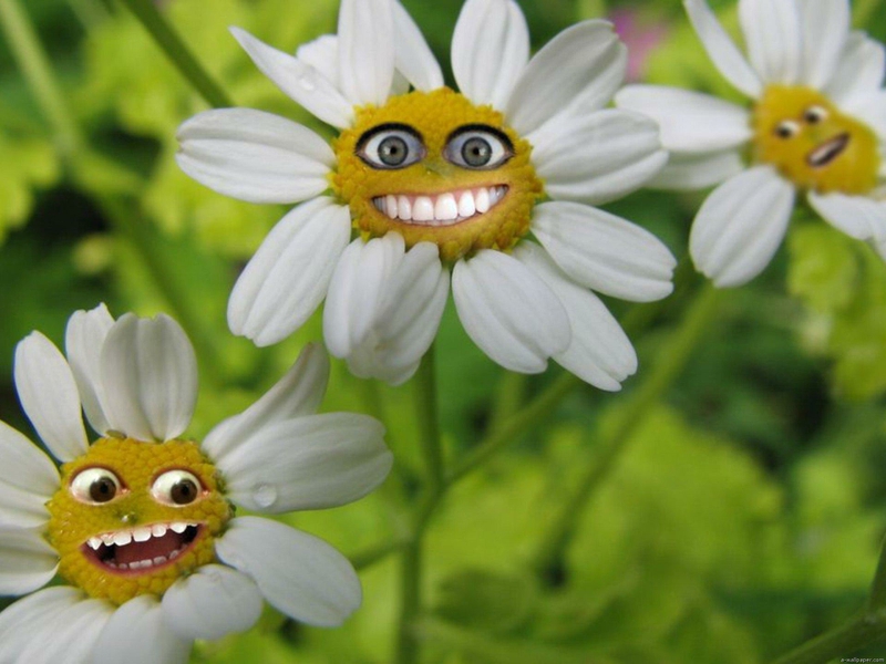 Funny-Flowers-Smiling-Face-Picture.jpg