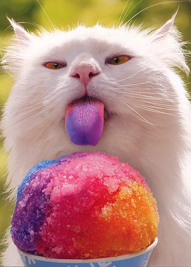 Rainbow-Slurpee-Tongue-Funny-Cat-Picture.jpg