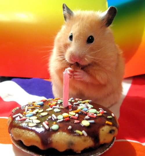 Cute-Rat-With-Birthday-Cake-Funny-Image.jpg