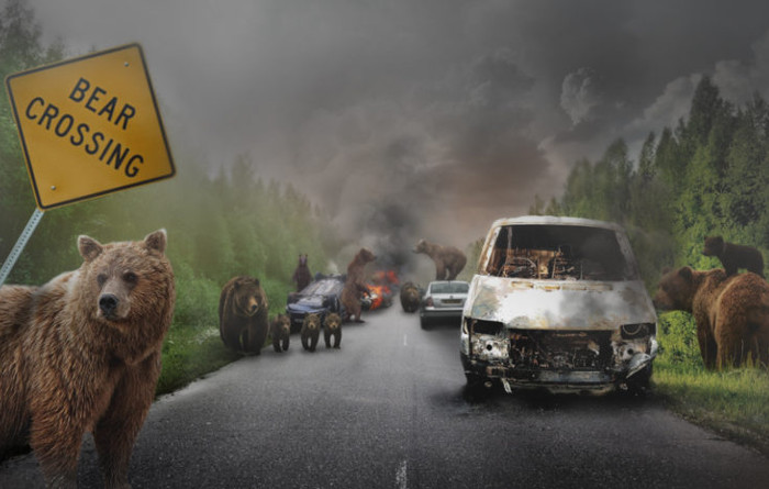 bear-crossing.jpg