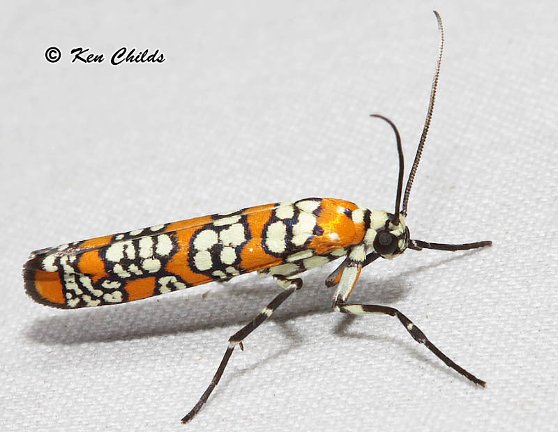 02401-atteva_aurea-ailanthuswebwormmoth-img_6138copy_0.jpg