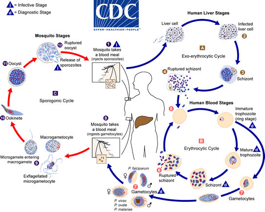 Malaria_LifeCycle_1.gif