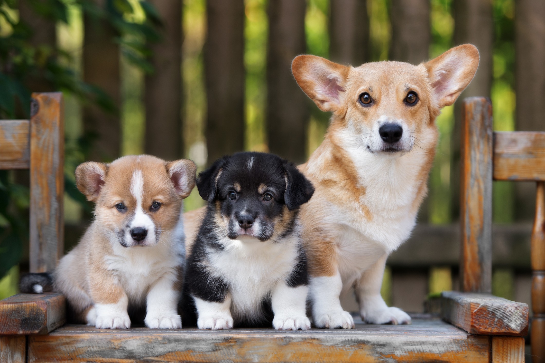 corgi-dog-puppies.jpg