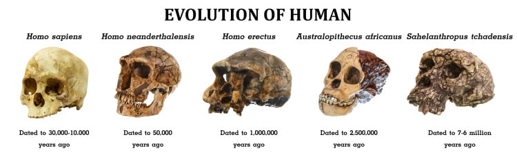 humanskull.jpg