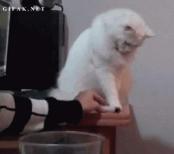 Cats-dont-care-about-your-stuff-001.gif