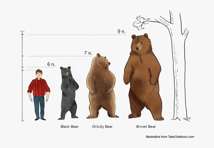 259-2592674_comparison-of-commonly-found-bears-and-their-sizes.png