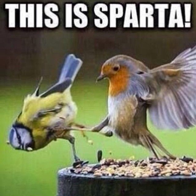 84287-This-Is-Sparta.jpg