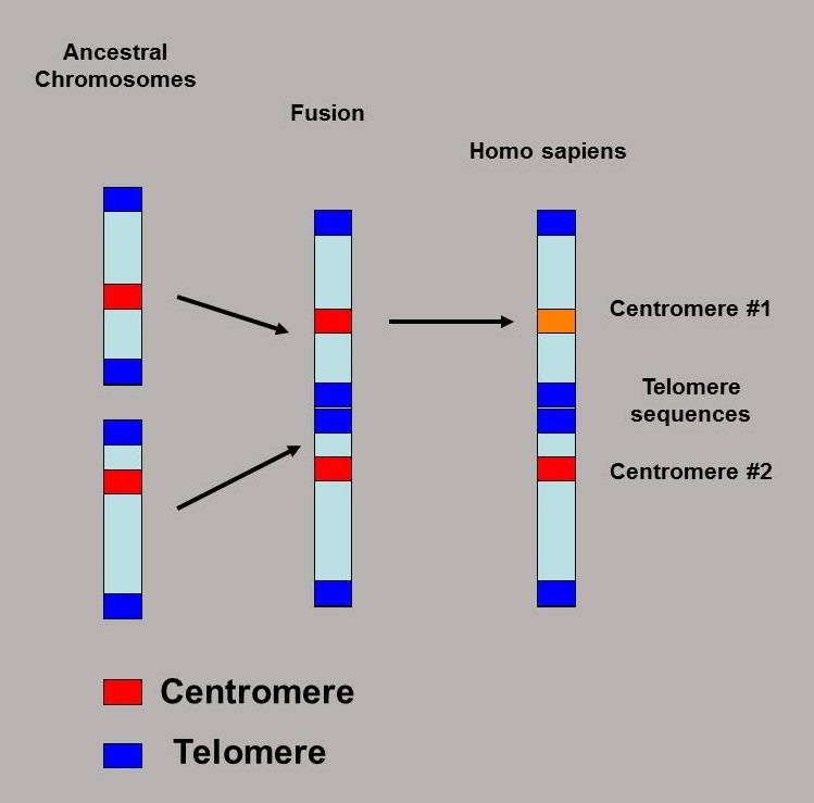 chromosome-fusion.jpg