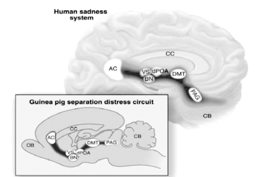 DialoguesClinNeurosci-12-533-g001.jpg