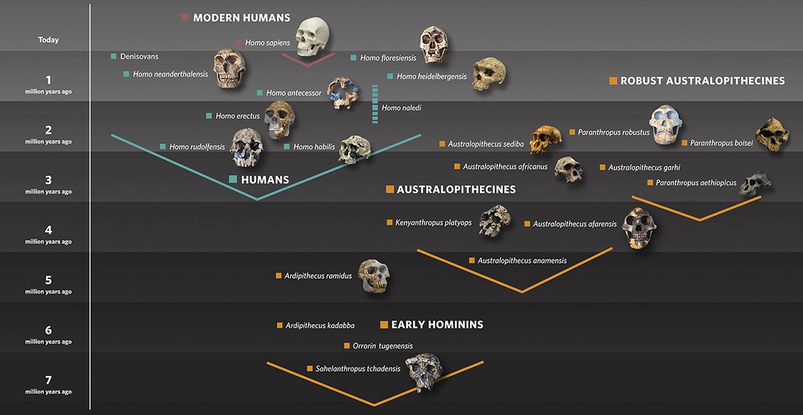 human-evolution-family-tree-with-skulls-graphic-hero.jpg.thumb.1920.1920.png