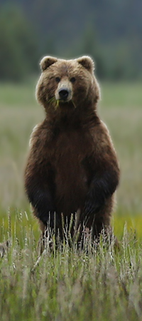 Image-text-wrap_200w_-Bear-Safety-page_-Bear-on-hind-legs_2.jpg