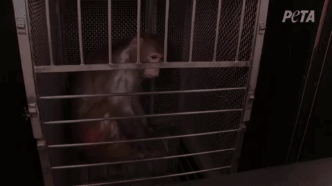 monkey-fright-night-experiments-2.gif