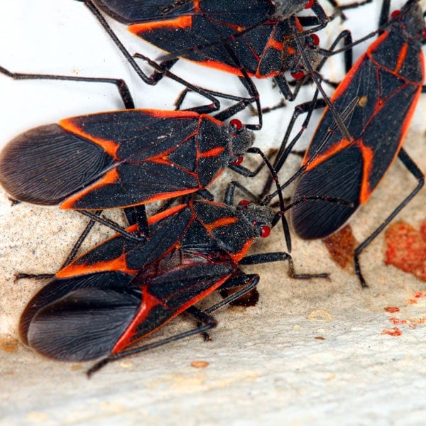 box-elder-bugs.jpg