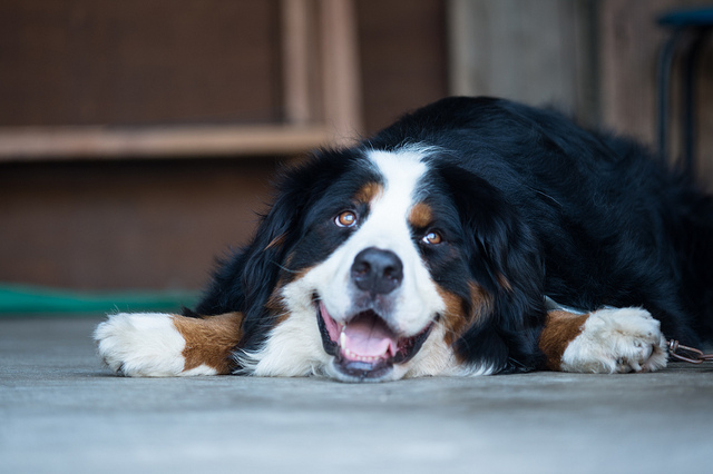 Bernese-smile.jpg