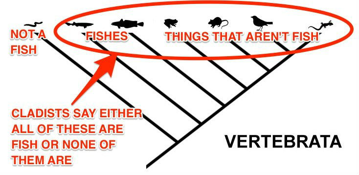 vertebrates-cladogram-fish-skitch.jpg