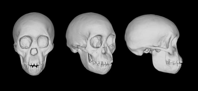 032621_ti_hominid-reconstructions_inline2-800x369.jpg