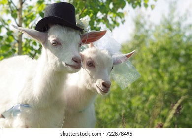 two-white-goats-image-bride-260nw-722878495.jpg