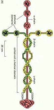 laminin.jpg