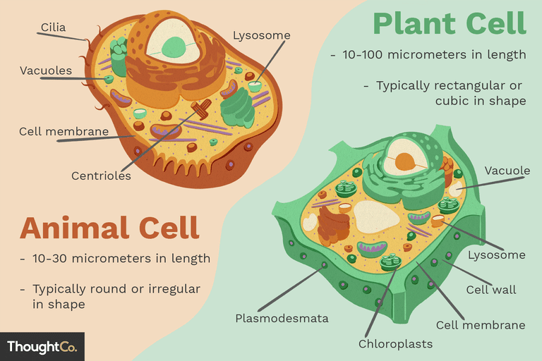 animal-cells-vs-plant-cells-373375_final-5b462d7fc9e77c00375014f1.png