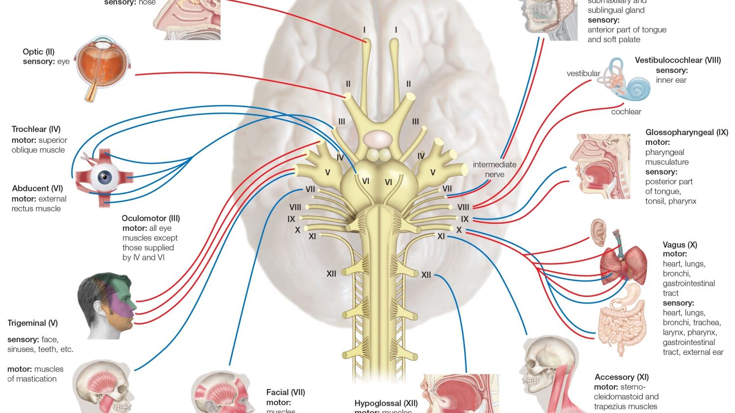 cranial-nerves-56a09b4a3df78cafdaa32f16.jpg