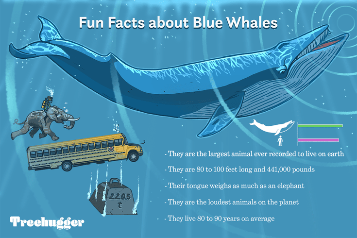 11-facts-about-blue-whales-largest-animals-ever-known-earth-ADD-FINAL-a99cc86cbc0c49c3bd3e9265203ef7f4.png