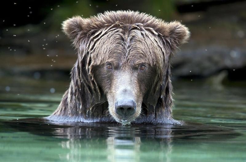 grizz-in-glacial-water.jpg