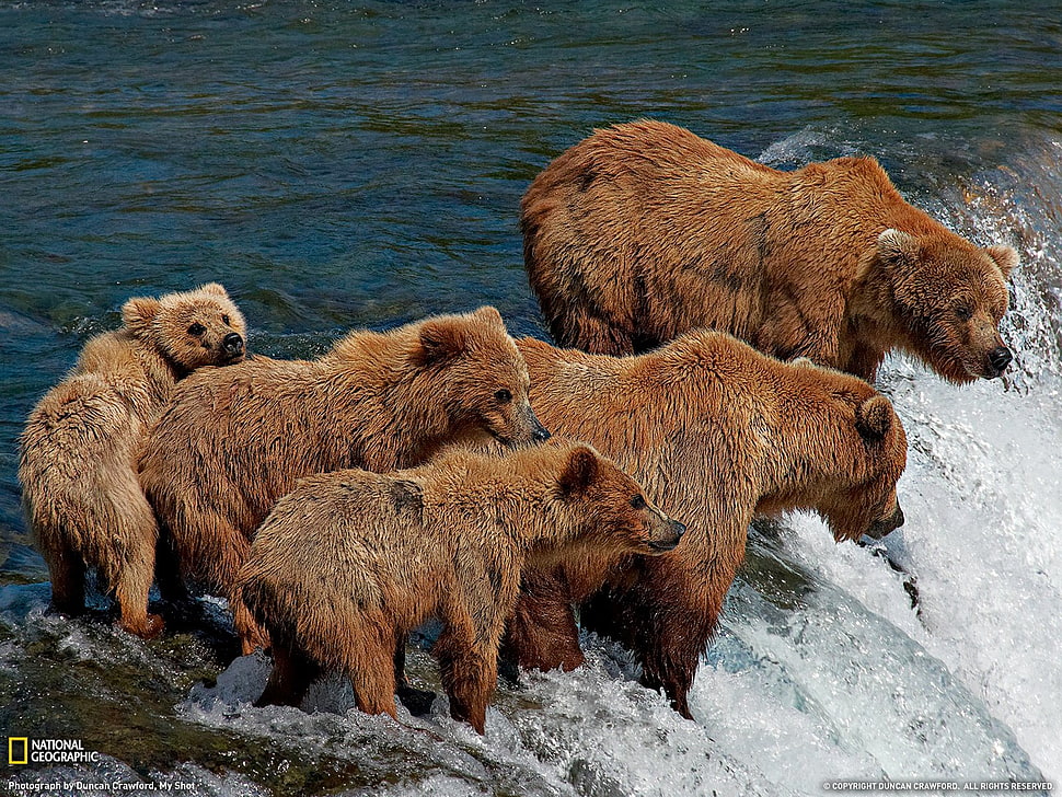 grizzly-bears-animals-bears-group-wallpaper-preview.jpg