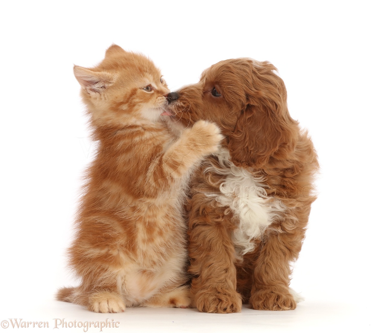 45637-Ginger-kitten-kissing-with-Cavapoo-puppy-white-background.jpg