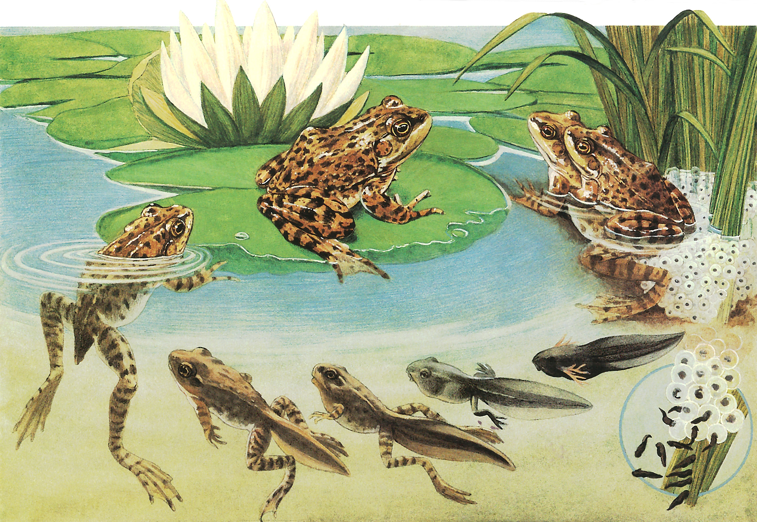 Frog-life-cycle-2.jpg
