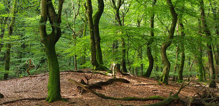 5596c02e-e20c-4f72-a2e8-e684cae70af4_740x360-ForestEcology-landingspagina-Speulderbos_24e24e02_740x360.jpg